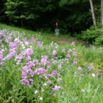 disc golf basket flowers hill