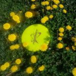 prodigy disc golf yellow dandelions field
